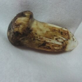 松茸の保存方法 楽天レシピ 松茸の保存方法 楽天レシピ